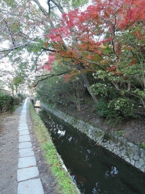 哲学の道 | 京都 東山 人気紅葉スポット - [一休.comレストラン]