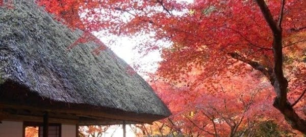 秋月紅葉21 秋月 秋の風物詩 紅葉を愉しむ 紅葉おすすめ人気スポット6選 一休 Comレストラン 秋月紅葉21 秋月 秋の風物詩 紅葉を愉しむ 紅葉おすすめ人気スポット6選 一休 Comレストラン