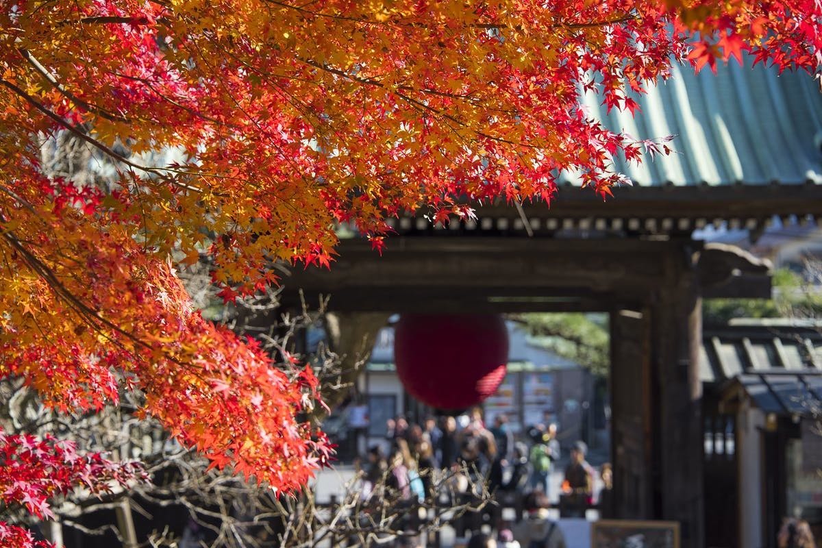 長谷寺（鎌倉） | 神奈川 鎌倉 人気紅葉スポット - [一休.comレストラン]