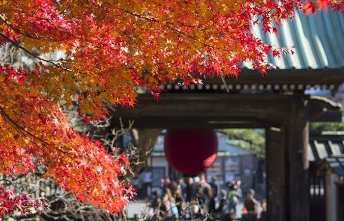 鎌倉紅葉21 鎌倉 秋の風物詩 紅葉を愉しむ 紅葉おすすめ人気スポット10選 一休 Comレストラン 鎌倉紅葉21 鎌倉 秋の風物詩 紅葉を愉しむ 紅葉おすすめ人気スポット10選 一休 Comレストラン