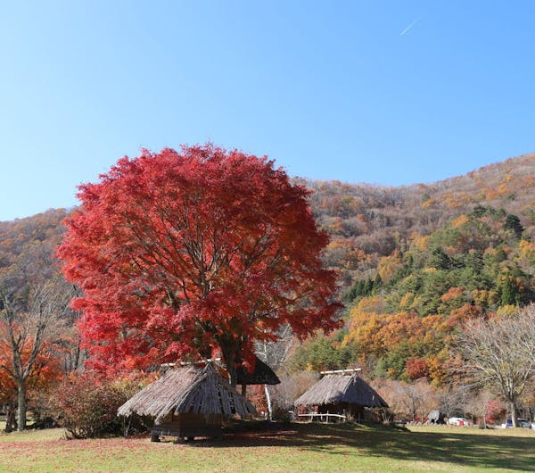 西湖野鳥の森公園 山梨 河口湖 人気紅葉スポット 一休 Comレストラン 西湖野鳥の森公園 山梨 河口湖 人気紅葉スポット 一休 Comレストラン