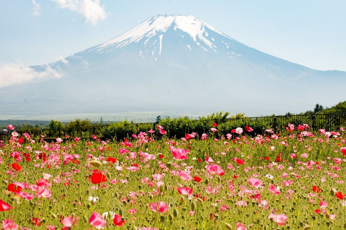 山中湖花の都公園 山梨 山中湖 人気スポット 一休 Com
