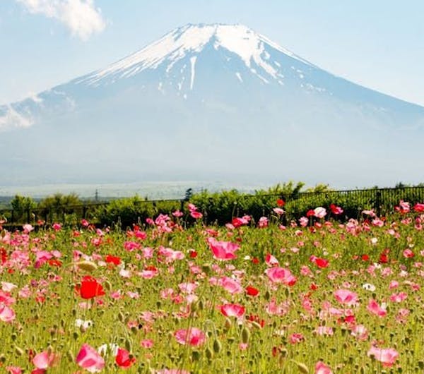 山中湖花の都公園 山梨 山中湖 人気スポット 一休 Com 山中湖花の都公園 山梨 山中湖 人気スポット 一休 Com