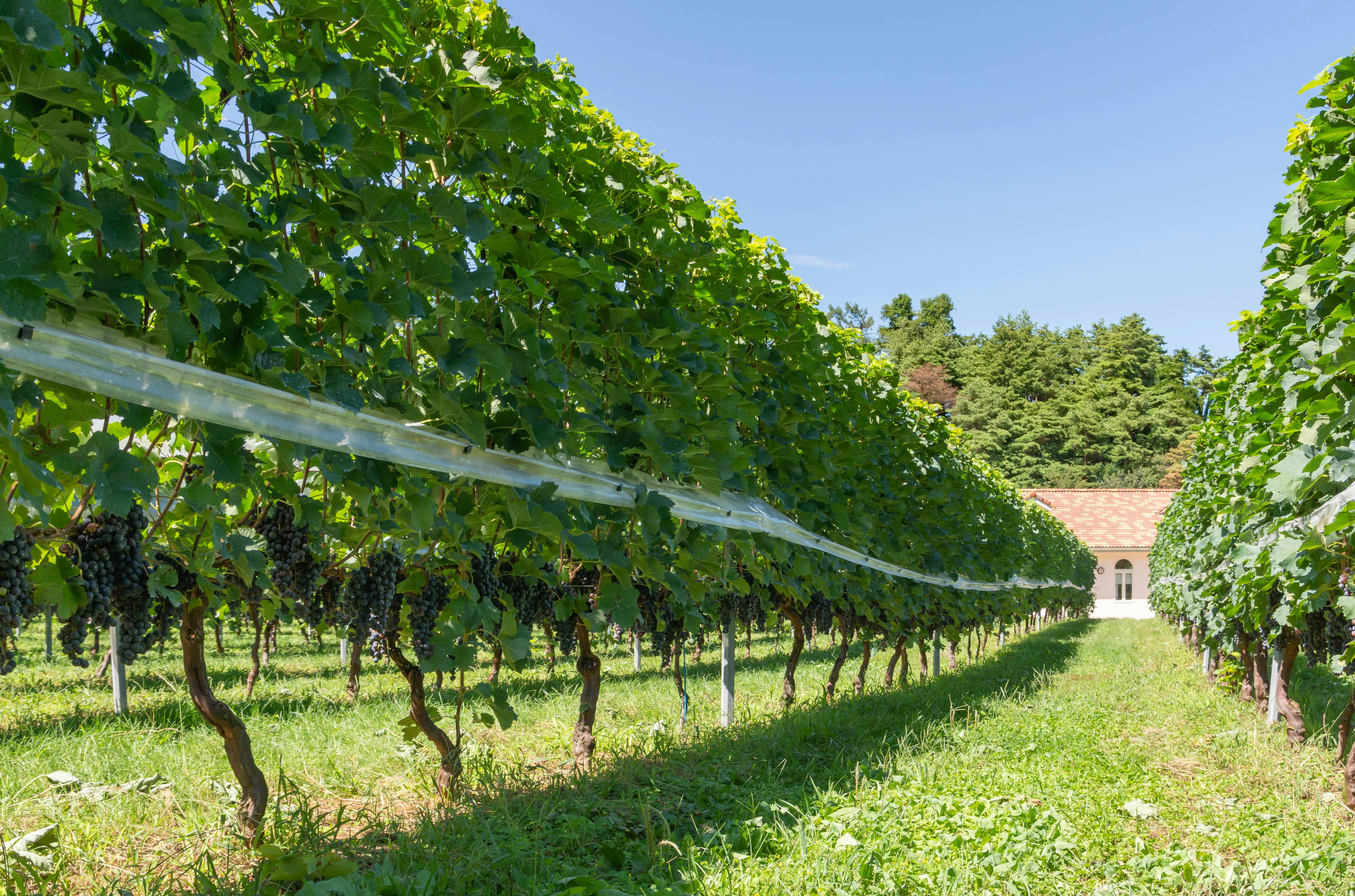21年 安曇野 大町観光で行きたい名所 安曇野 大町旅行おすすめ人気スポット30選 一休 Com