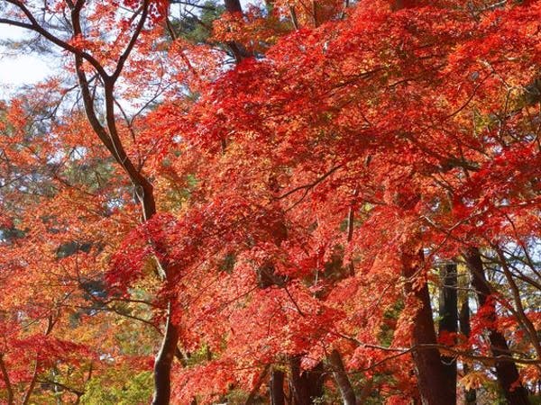 月の石もみじ公園 埼玉 長瀞 人気スポット 一休 Com