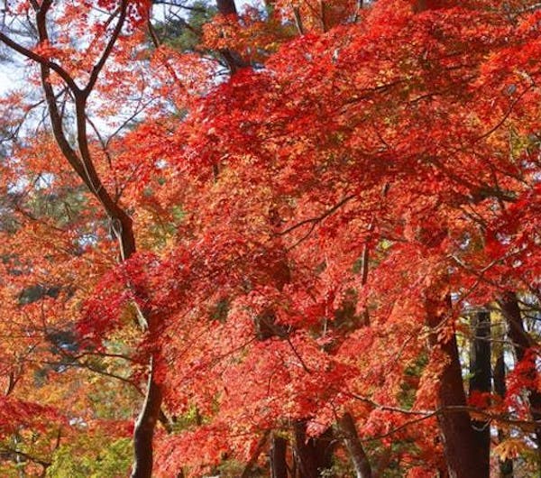 月の石もみじ公園 埼玉 長瀞 人気スポット 一休 Com 月の石もみじ公園 埼玉 長瀞 人気スポット 一休 Com