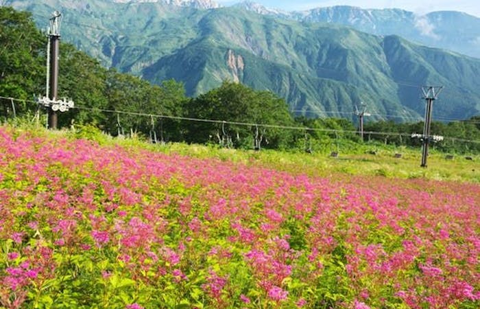 21年 白馬観光で行きたい名所 白馬旅行おすすめ人気スポット18選 一休 Com 21年 白馬観光で行きたい名所 白馬旅行おすすめ人気スポット18選 一休 Com