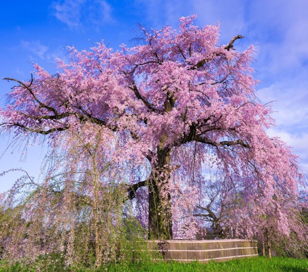 円山公園 京都府 京都 祇園 人気スポット 一休 Com 円山公園 京都府 京都 祇園 人気スポット 一休 Com