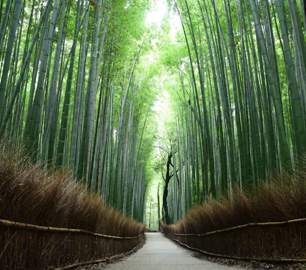 竹林の小径 京都 嵐山 人気スポット 一休 Com 竹林の小径 京都 嵐山 人気スポット 一休 Com