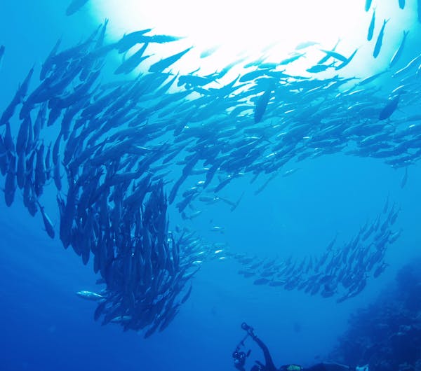熱帯魚の家 沖縄 久米島 人気スポット 一休 Com 熱帯魚の家 沖縄 久米島 人気スポット 一休 Com
