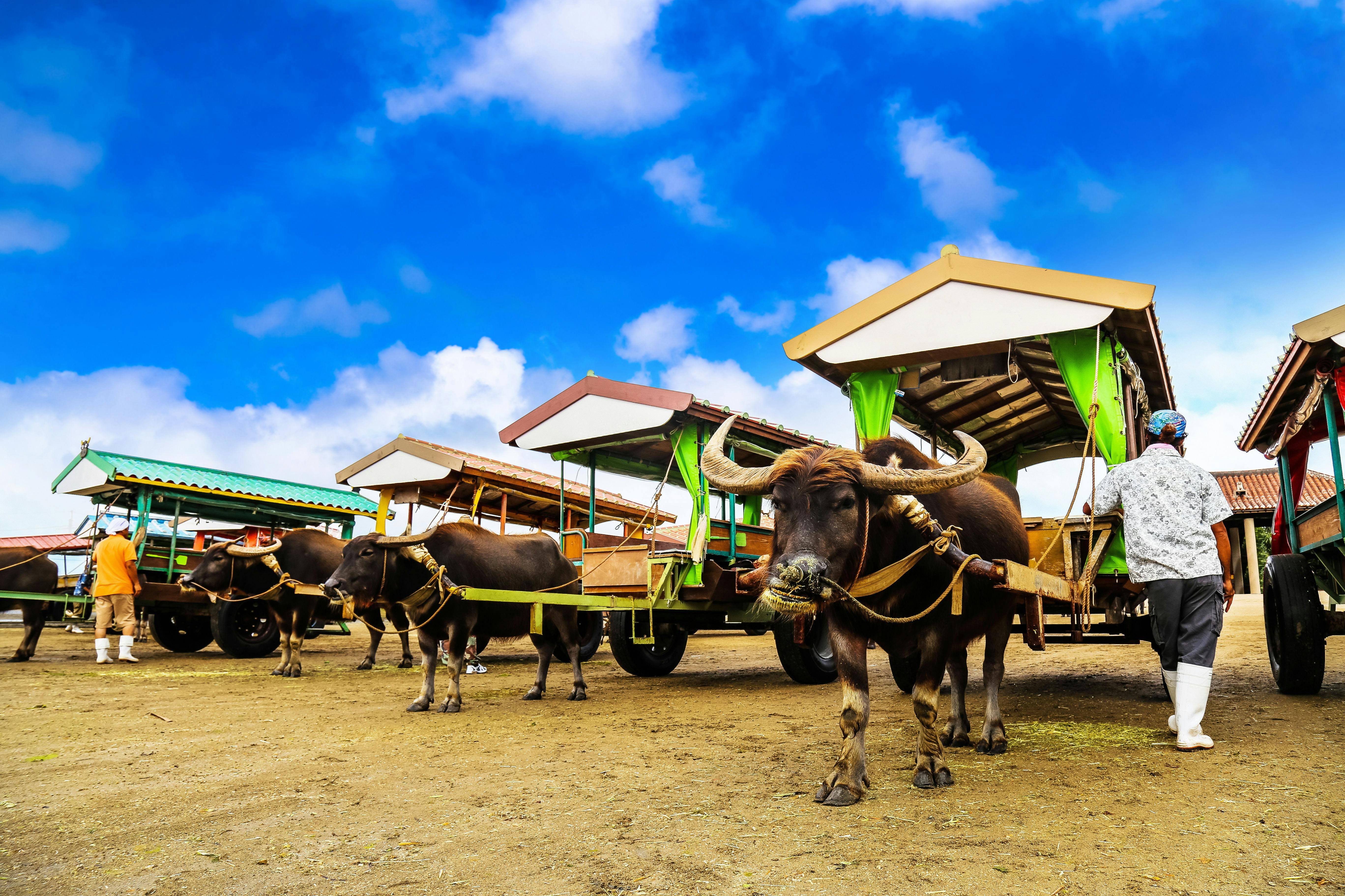 水牛車観光 沖縄 竹富島 人気スポット 一休 Com