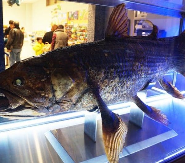 沼津港深海水族館 静岡 沼津 人気スポット 一休 Com 沼津港深海水族館 静岡 沼津 人気スポット 一休 Com