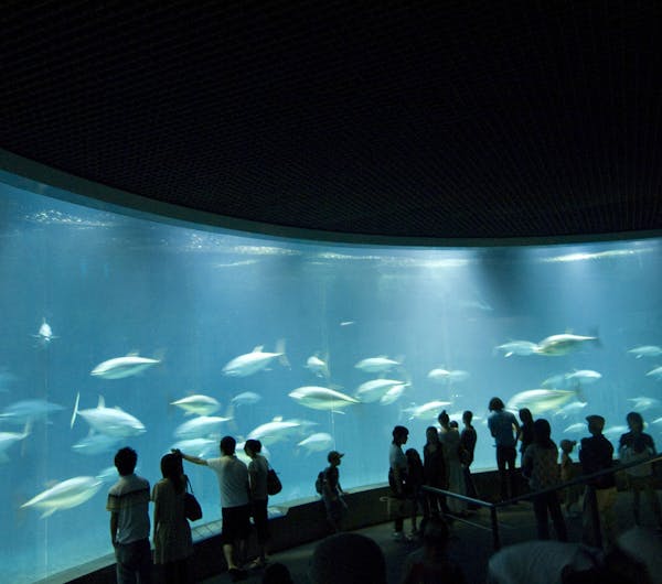 東京都葛西臨海水族園 東京 葛飾 江戸川 江東 人気デートスポット 一休 Comレストラン 東京都葛西臨海水族園 東京 葛飾 江戸川 江東 人気デートスポット 一休 Comレストラン