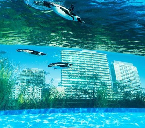 サンシャイン 水族館