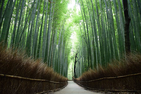 竹林の小径 京都 嵐山 人気デートスポット 一休 Comレストラン