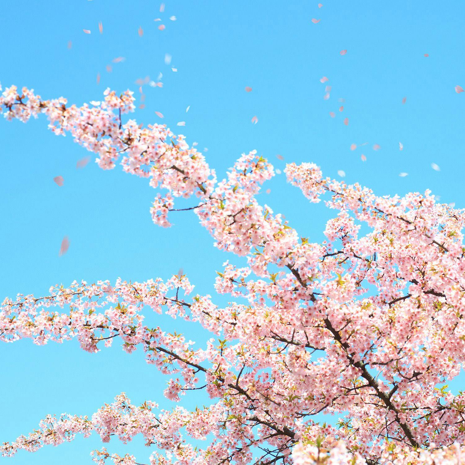 この春おすすめ！特集