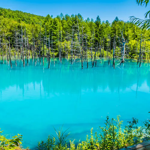 22年 美瑛で人気の観光 お出かけスポット 30選 Yahoo トラベル 22年 美瑛で人気の観光 お出かけスポット 30選 Yahoo トラベル