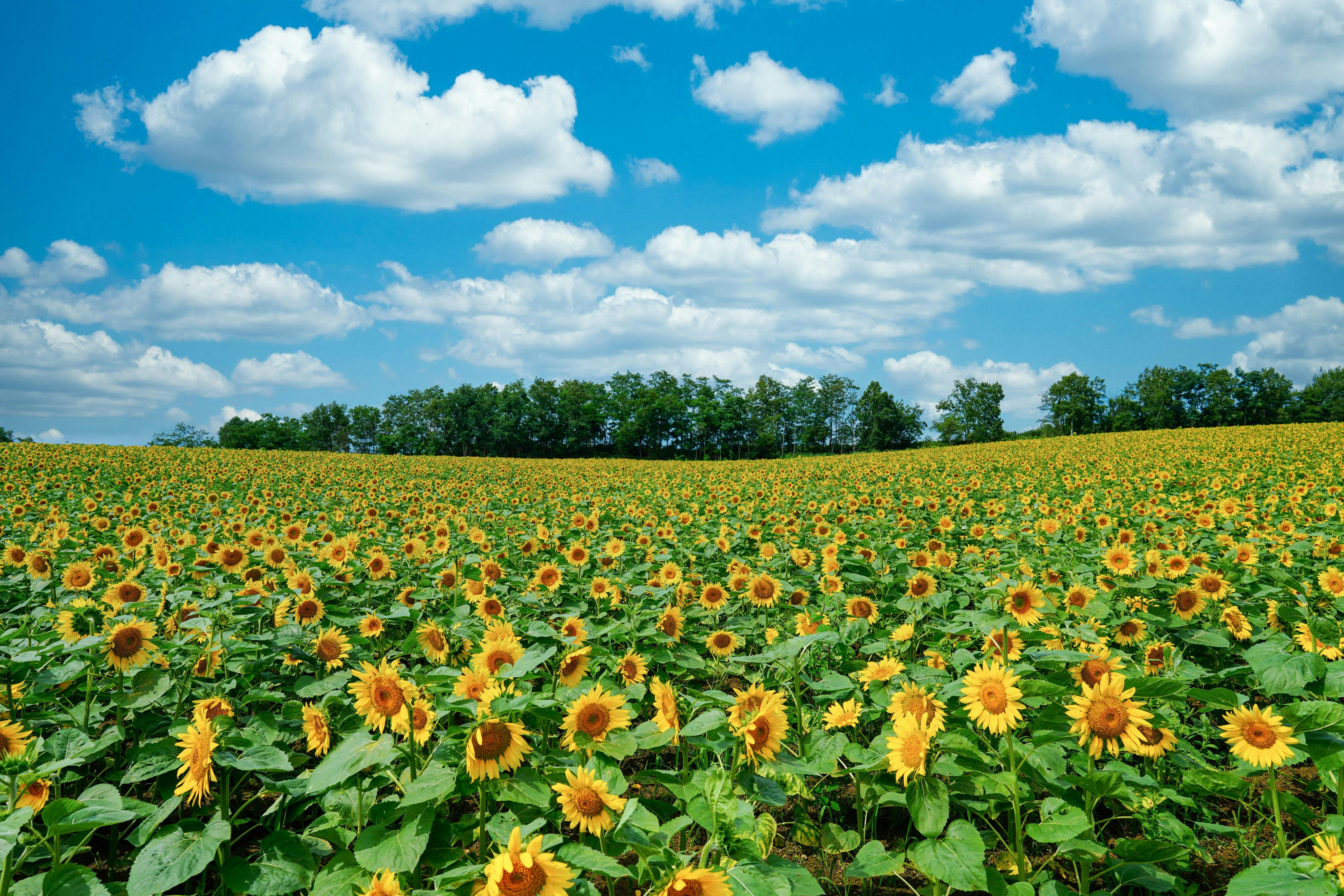 22年 千歳で人気の観光 お出かけスポット 30選 Yahoo トラベル