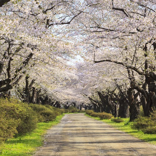 Ogasxvwhtw5t1m Ogasxvwhtw5t1m