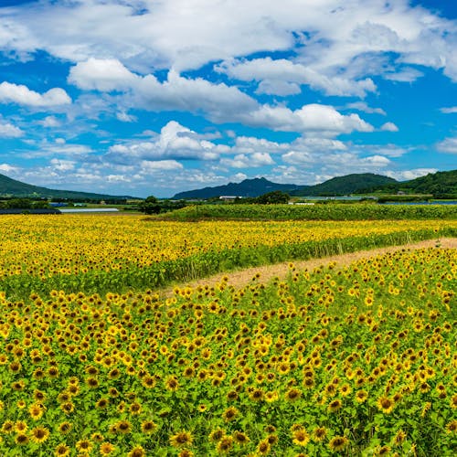 22年 指宿 薩摩半島で人気の観光 お出かけスポット 30選 Yahoo トラベル 22年 指宿 薩摩半島で人気の観光 お出かけスポット 30選 Yahoo トラベル