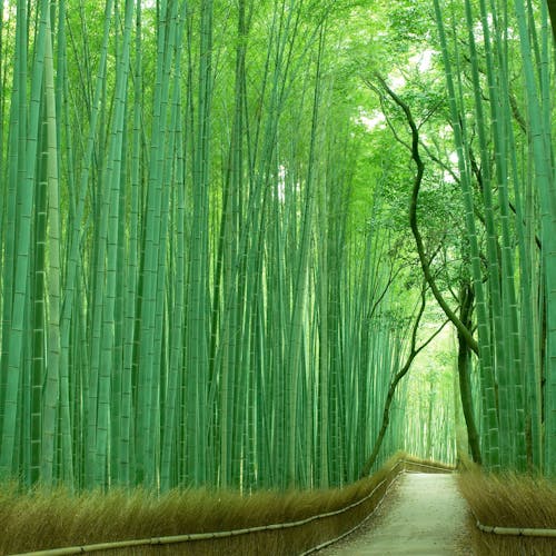 21年 嵯峨野の遊園地 テーマパークで行きたい名所 嵯峨野旅行おすすめ人気スポット Yahoo トラベル 21年 嵯峨野の遊園地 テーマパークで行きたい名所 嵯峨野旅行おすすめ人気スポット Yahoo トラベル