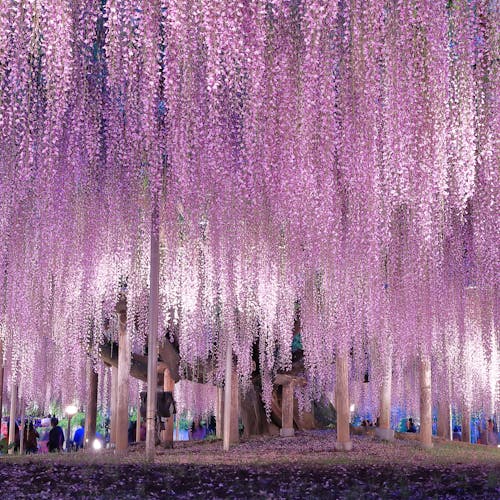 22年 足利で人気の観光 お出かけスポット 24選 Yahoo トラベル 22年 足利で人気の観光 お出かけスポット 24選 Yahoo トラベル