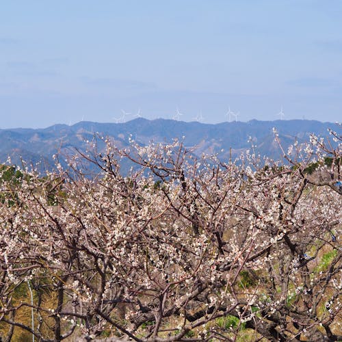 22年 みなべで人気の観光 お出かけスポット 14選 Yahoo トラベル 22年 みなべで人気の観光 お出かけスポット 14選 Yahoo トラベル