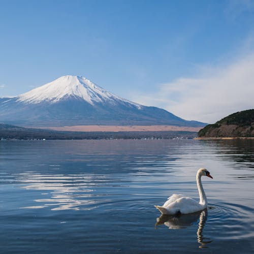 22年 山中湖で人気の観光 お出かけスポット 30選 Yahoo トラベル 22年 山中湖で人気の観光 お出かけスポット 30選 Yahoo トラベル
