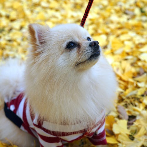 全国のペットショップ ペット用品 旅行で人気の観光スポットから普段のお出かけスポットまで日本各地の名所をご紹介 Yahoo トラベル 全国のペットショップ ペット用品 旅行で人気の観光スポットから普段のお出かけスポットまで日本各地の名所をご紹介 Yahoo トラベル