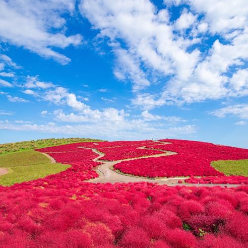 全国のその他の花の名所 旅行で人気の観光スポットから普段のお出かけスポットまで日本各地の名所をご紹介 Yahoo トラベル 全国のその他の花の名所 旅行で人気の観光スポットから普段のお出かけスポットまで日本各地の名所をご紹介 Yahoo トラベル