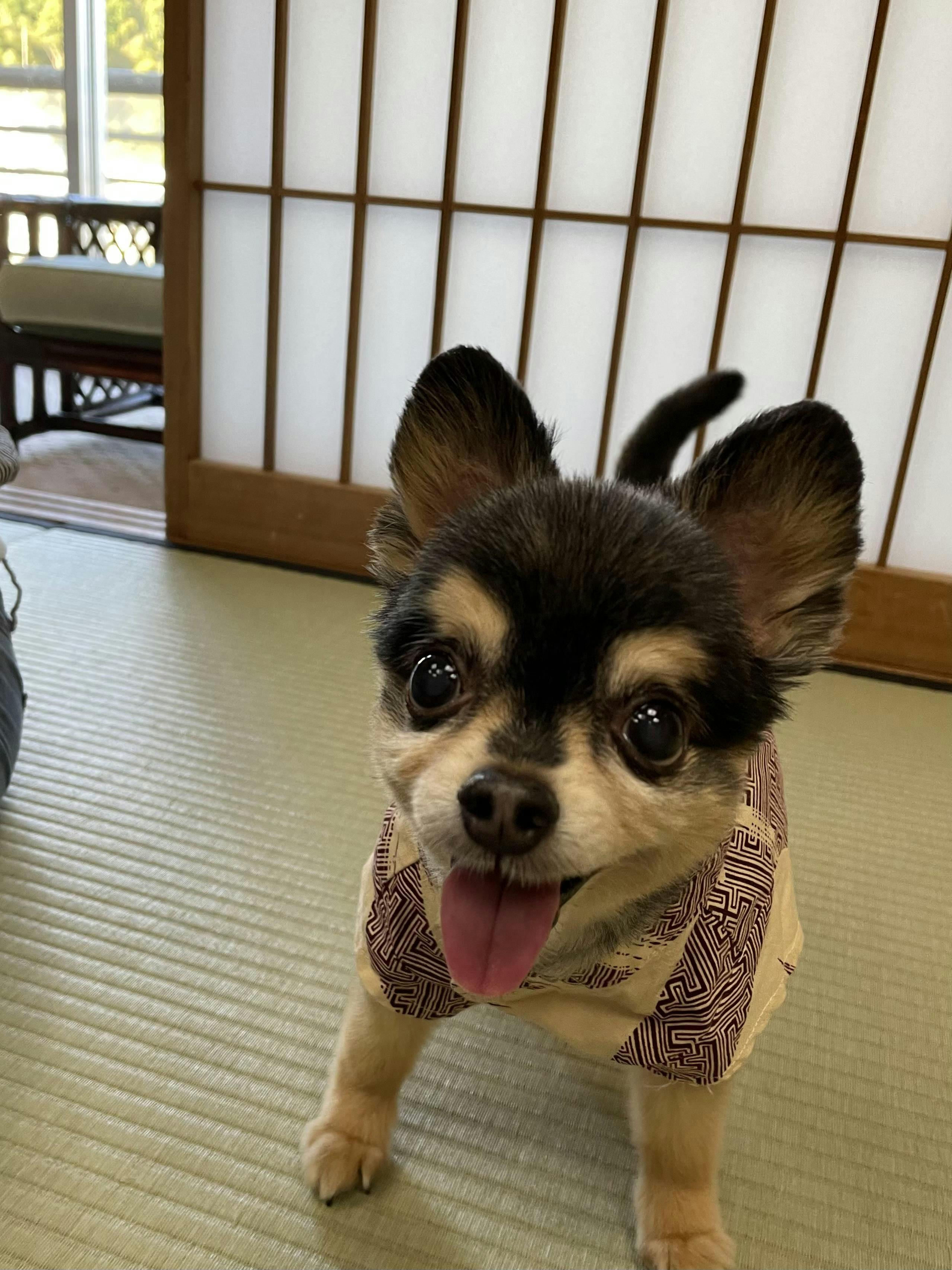 クチコミ・評判 - 湯村温泉 朝野家 - 宿泊予約は[一休.com]