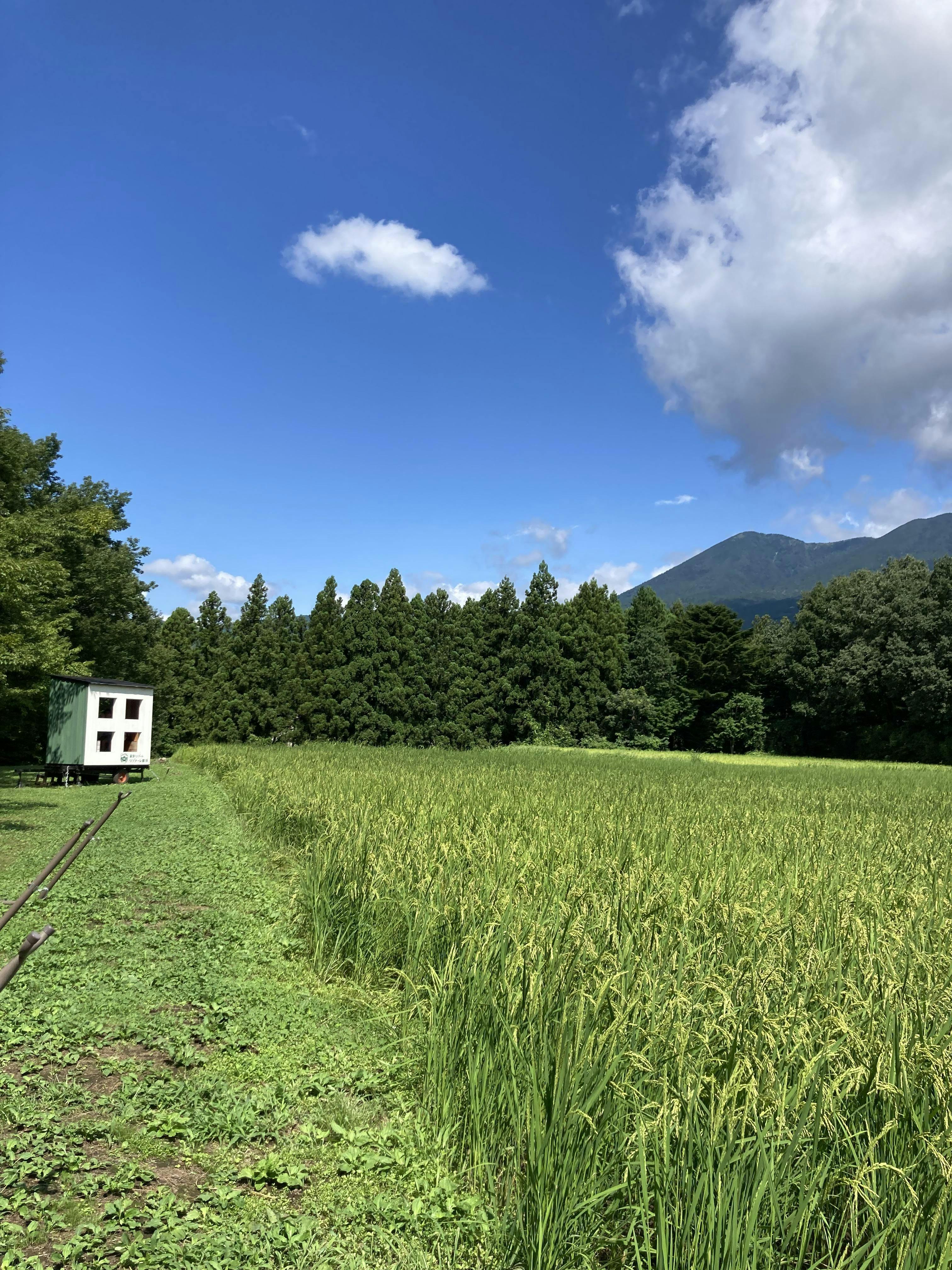 クチコミ画像