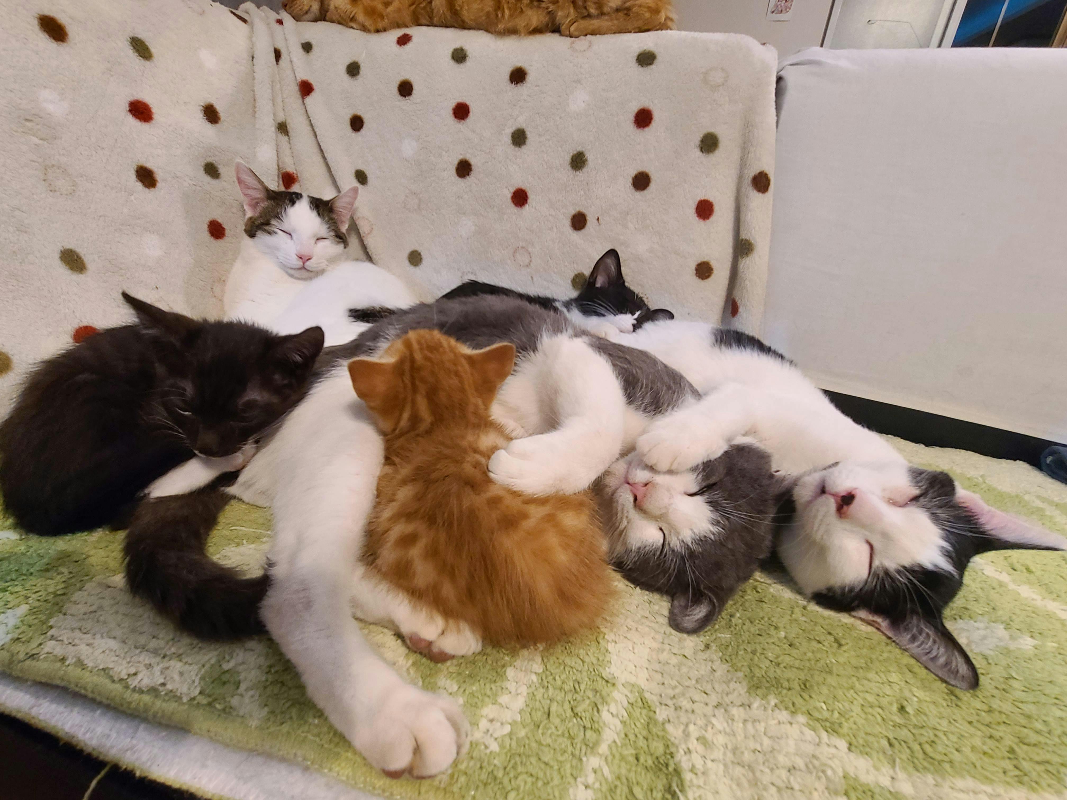 猫だらけ民宿・みさと記念館 - クチコミ・評判【Yahoo!トラベル】