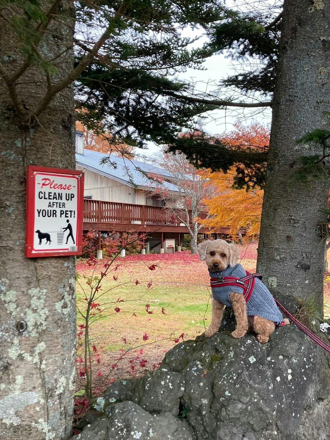 クチコミ画像