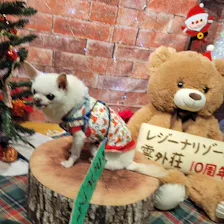 クチコミ画像