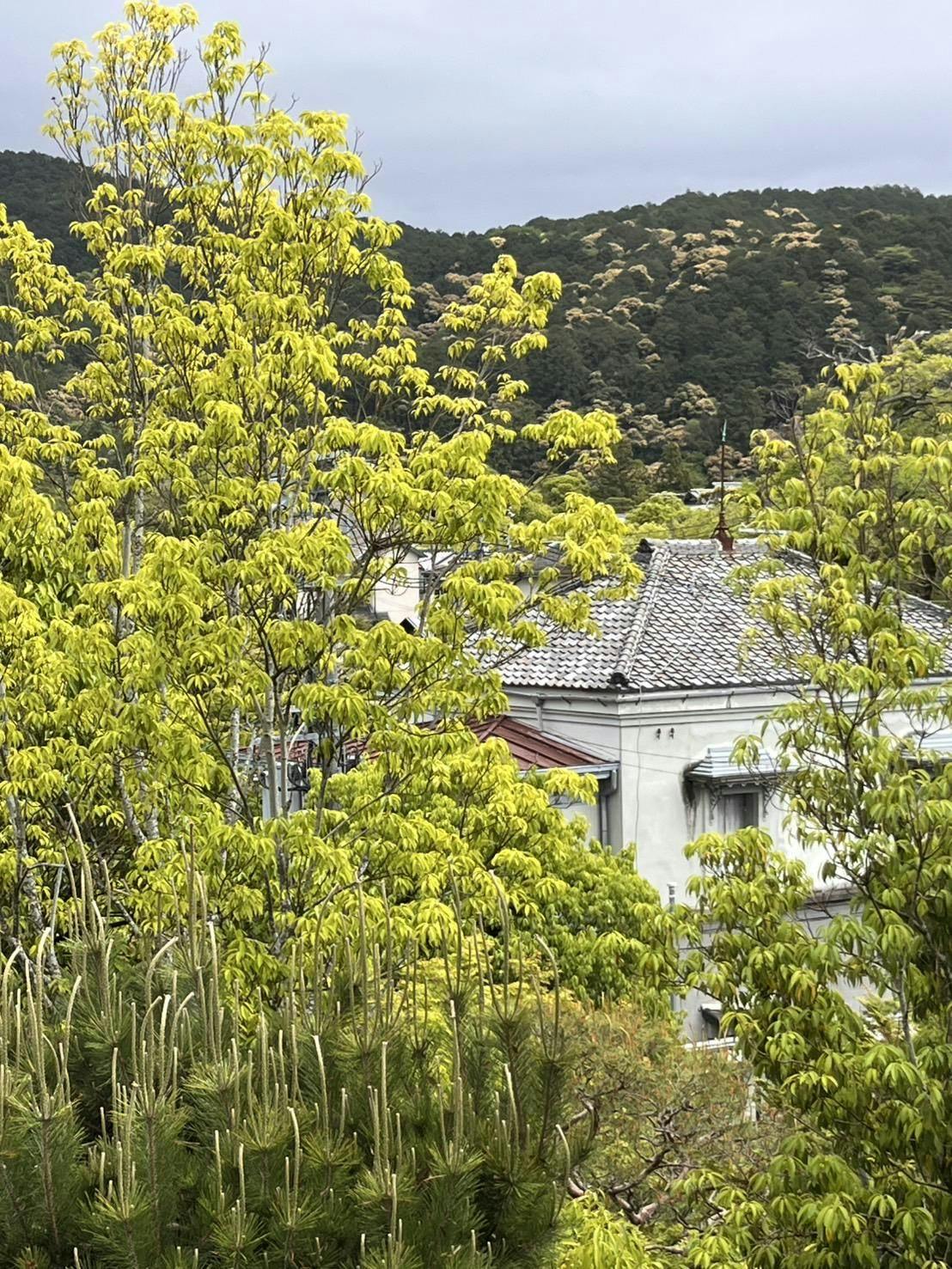 クチコミ画像