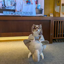 クチコミ画像