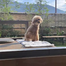 クチコミ画像