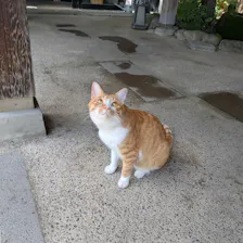 クチコミ画像