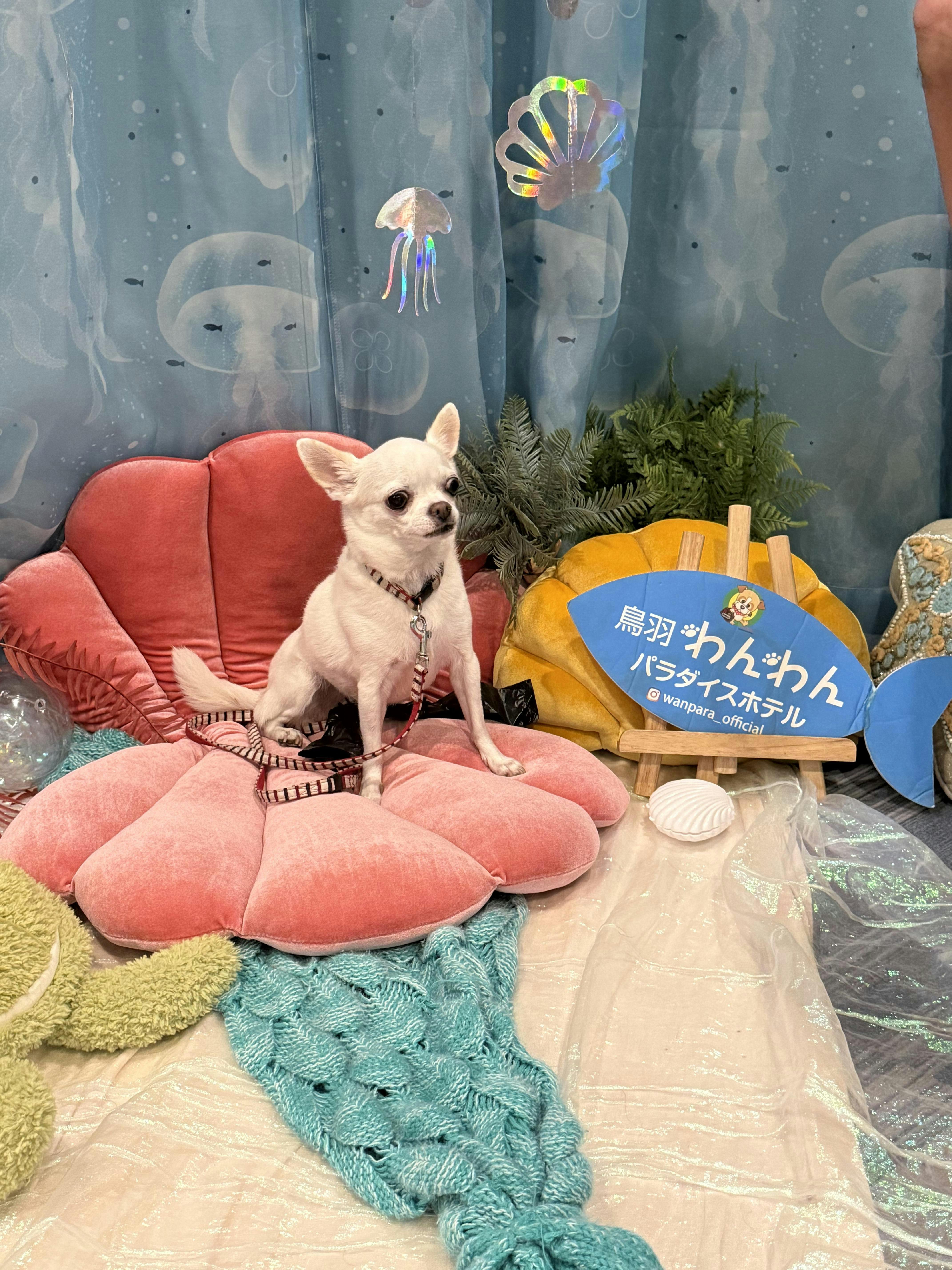 クチコミ画像