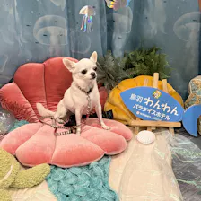 クチコミ画像