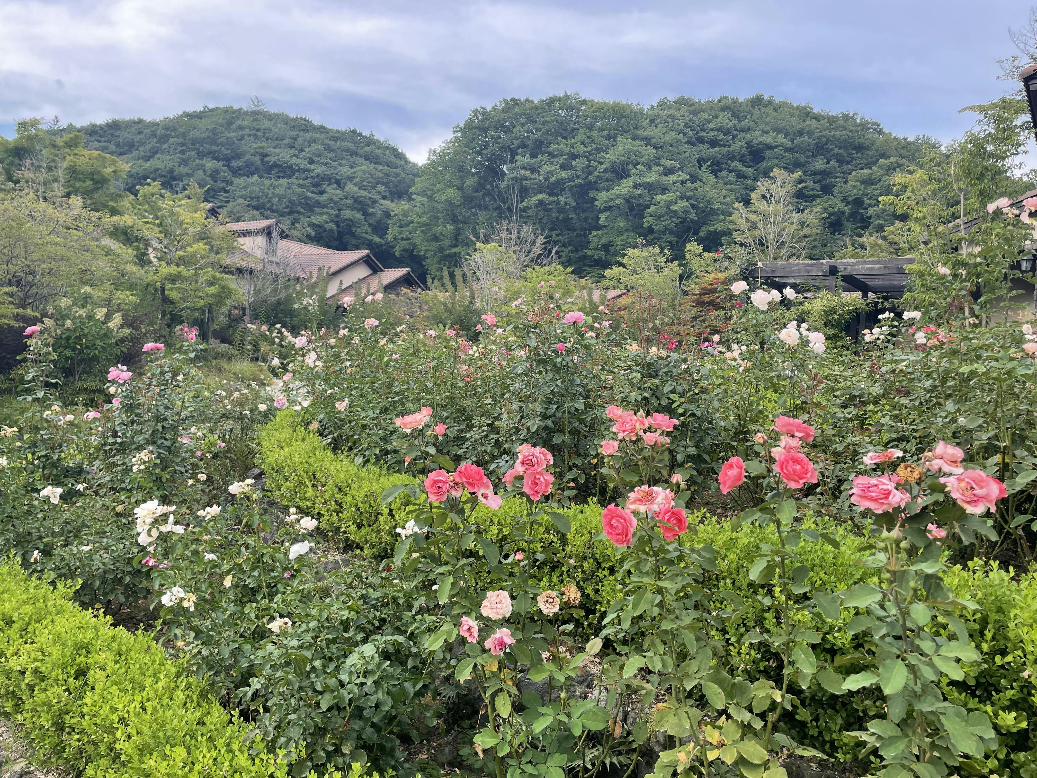 クチコミ画像