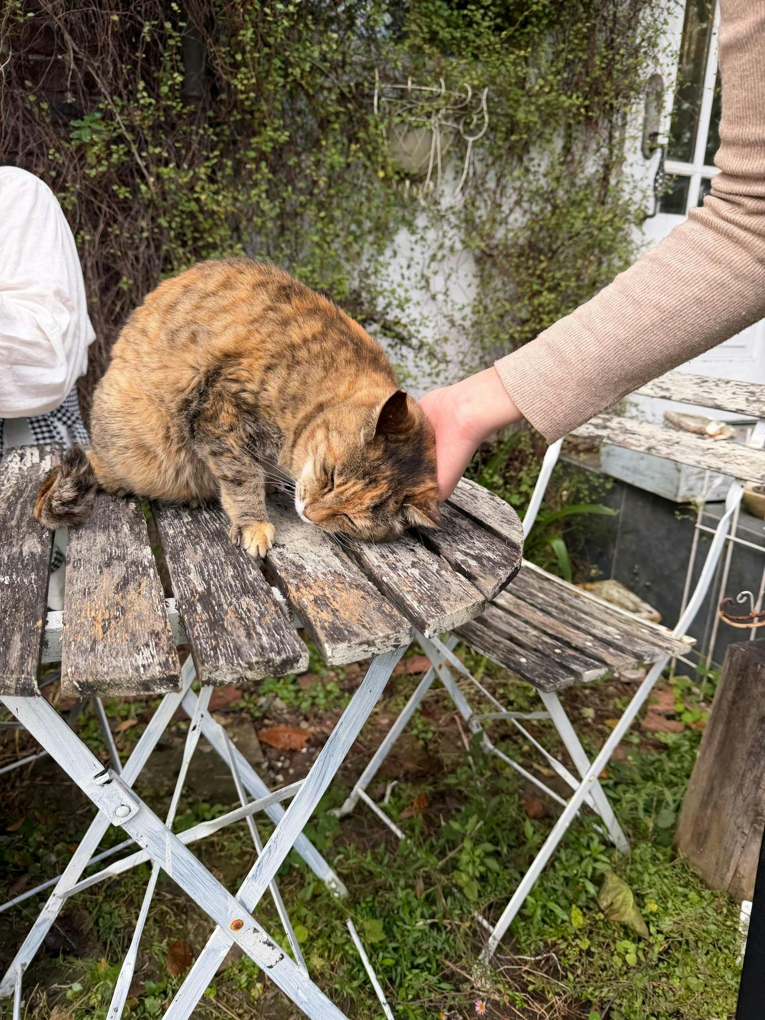 クチコミ画像