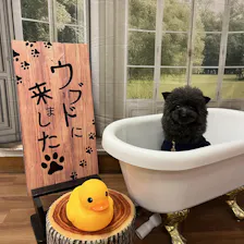 クチコミ画像