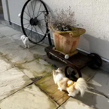 クチコミ画像