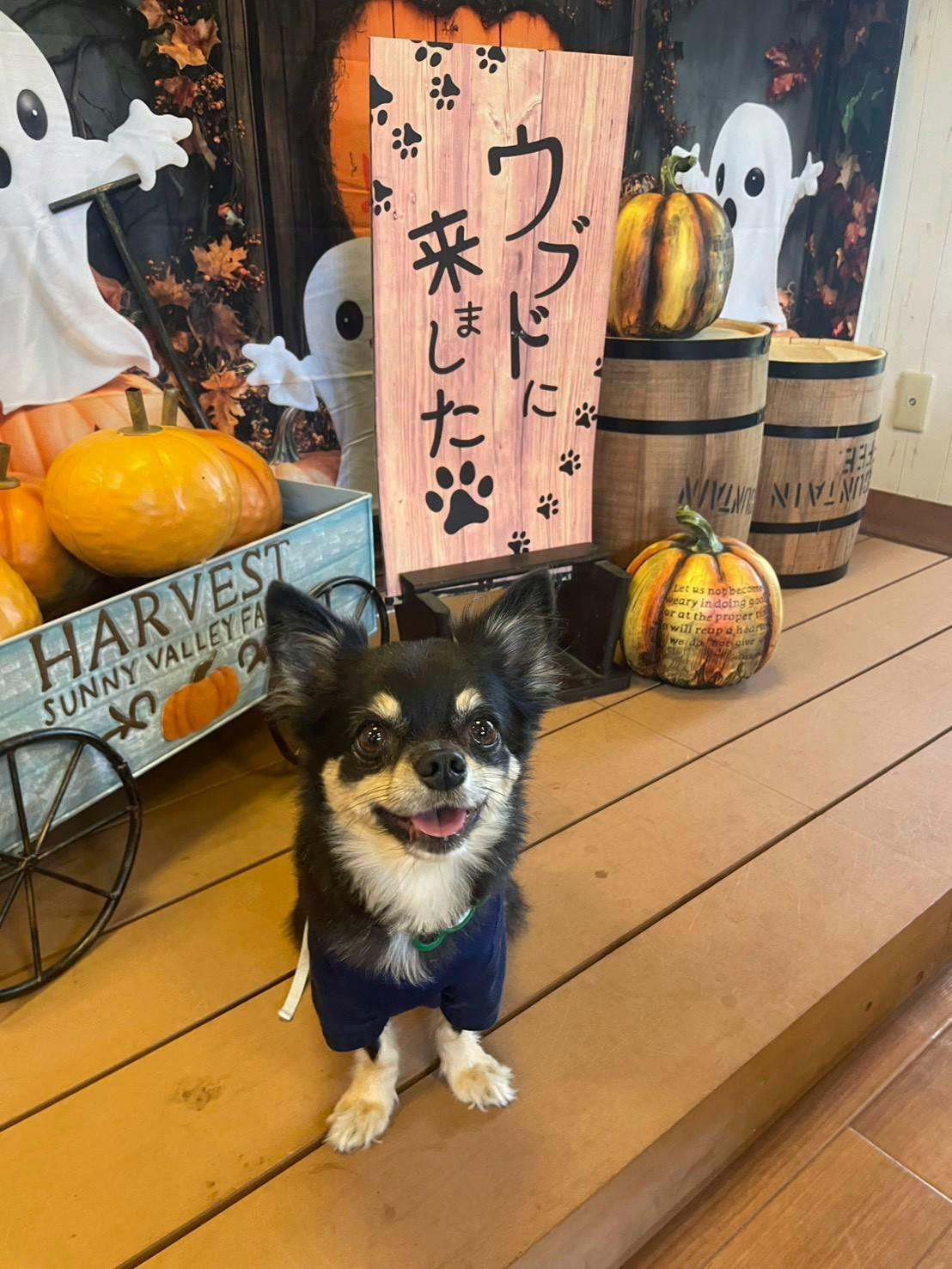クチコミ画像