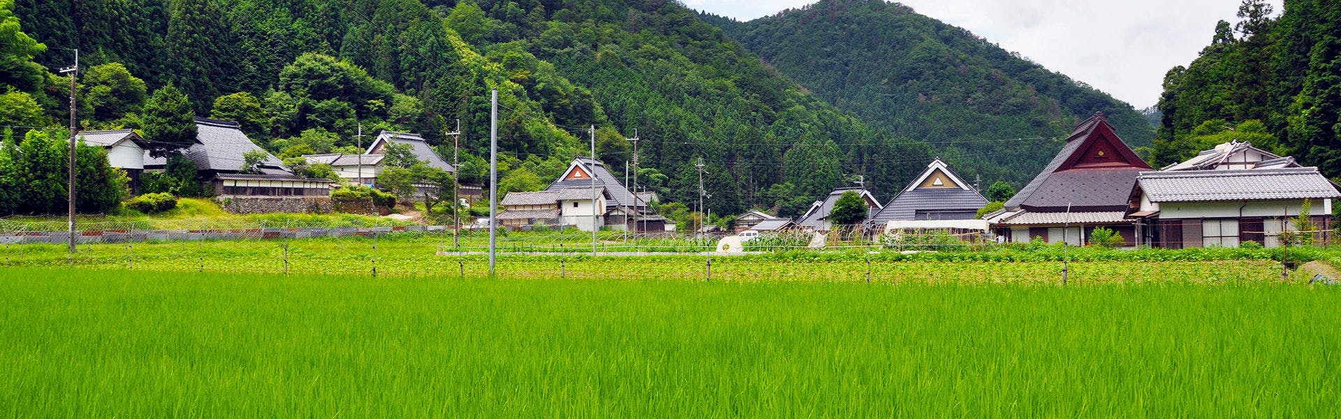 NIPPONIA