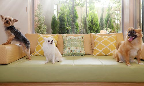 東京のペットと泊まれるホテル 旅館 おすすめホテル 旅館 5選 宿泊予約は 一休 Com