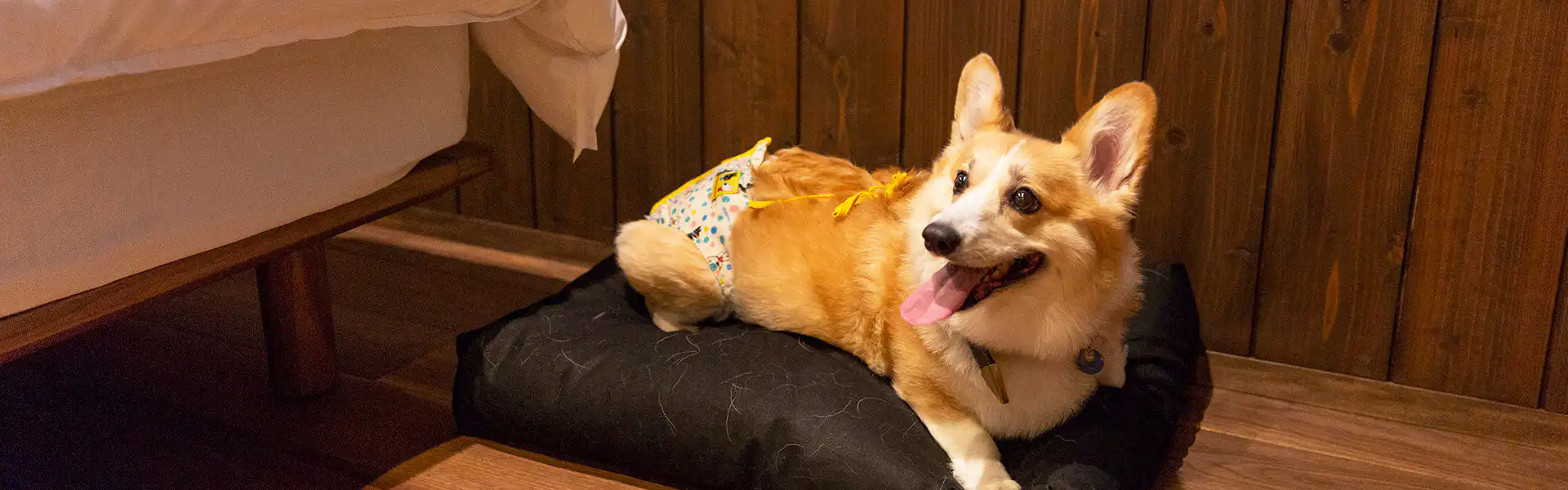 ドッグフレンドリーイメージ