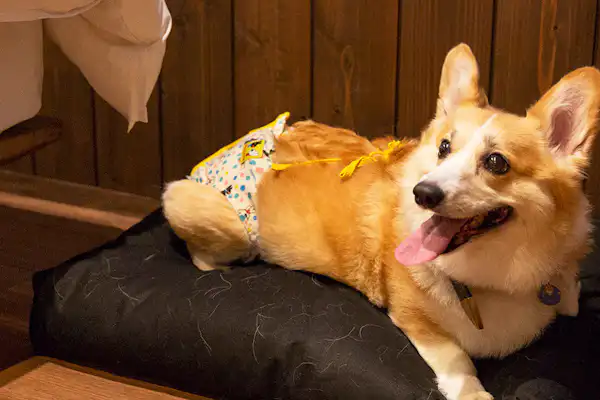 ภาพลักษณ์ที่เป็นมิตรกับสุนัข